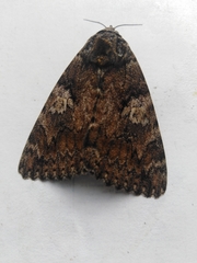 Catocala sponsa