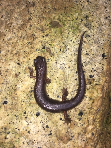 Cope’s Flat-footed Salamander