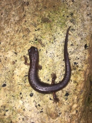 Chiropterotriton orculus