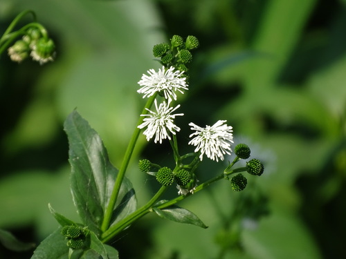 Image of Gymnocoronis Latifolia (Gymnocoronis latifolia) by (c) Alexis López Hernández, some rights reserved (CC BY)