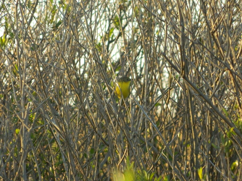 Dinelli's Doradito