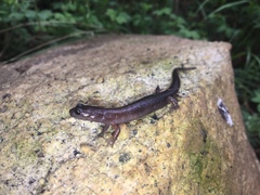 Chiropterotriton orculus