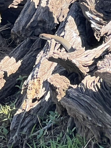 Eastern Brown Snake sighting