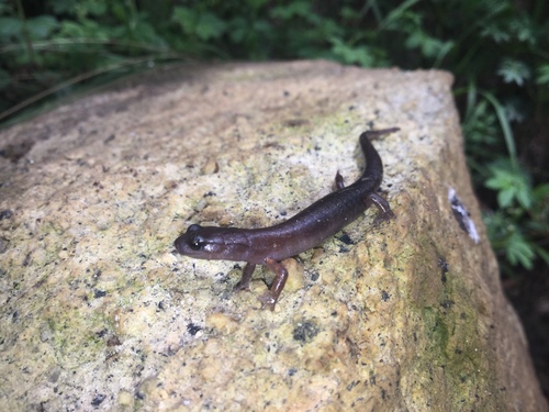 Cope’s Flat-footed Salamander
