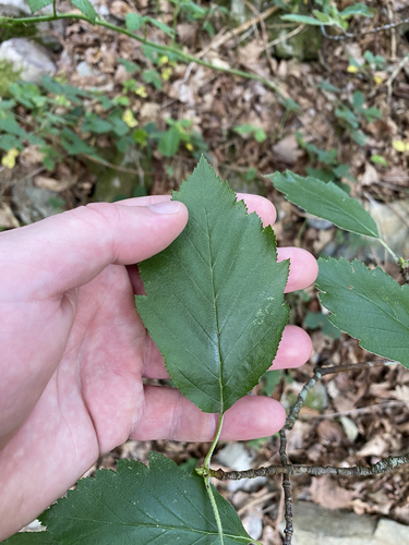 Carpathian mountain ash (Karpatiosorbus subcuneata)