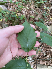 Carpathian mountain ash (Karpatiosorbus subcuneata)