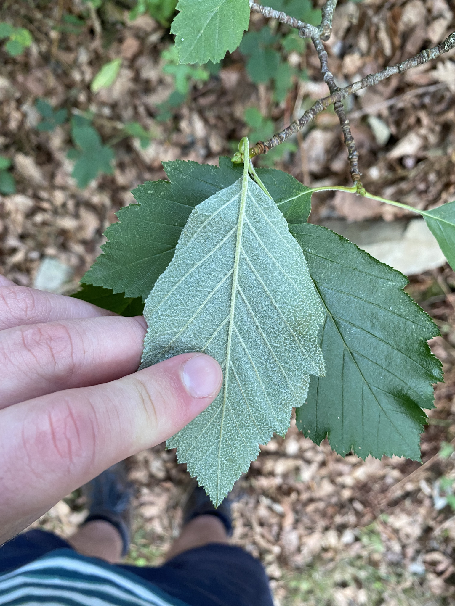 Image of Karpatiosorbus subcuneata by (c) Kian Hayles-Cotton, some rights reserved (CC BY)