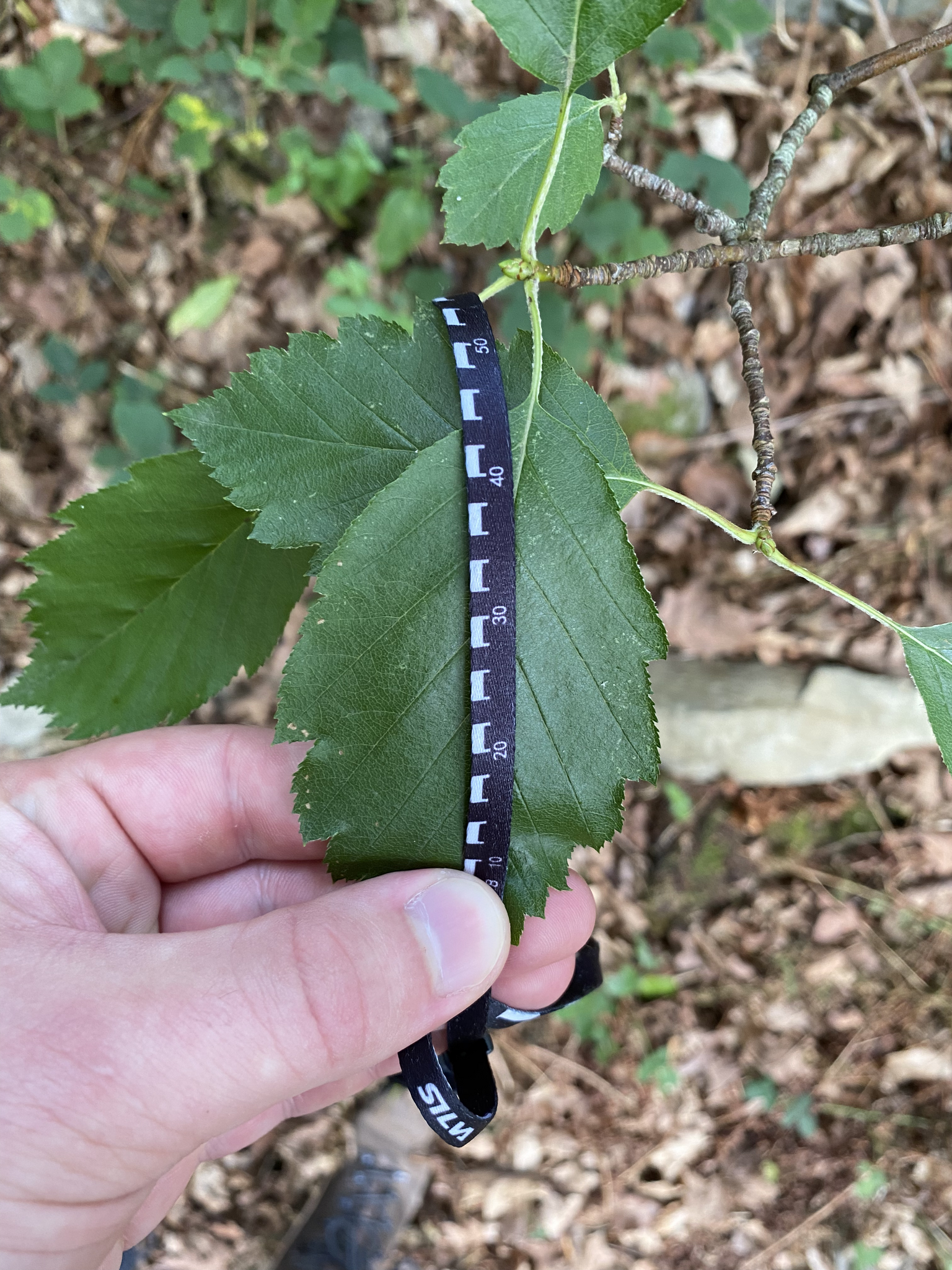 Image of Karpatiosorbus subcuneata by (c) Kian Hayles-Cotton, some rights reserved (CC BY)