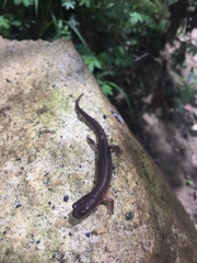 Chiropterotriton orculus