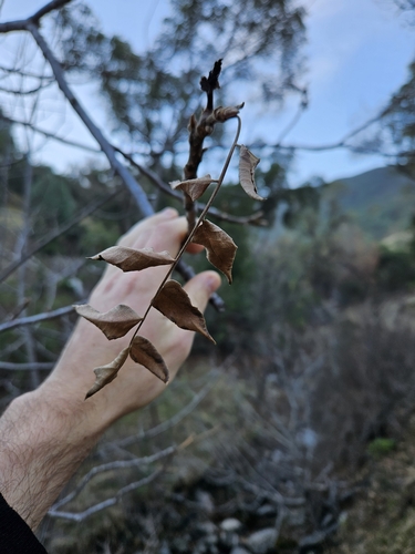 Image of Juglans hindsii by no rights reserved