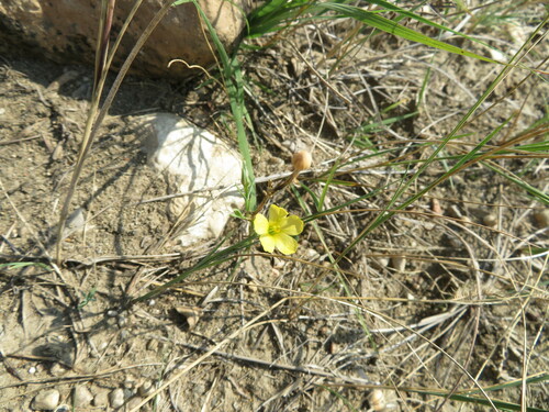 Stiffstem flax (Linum rigidum)