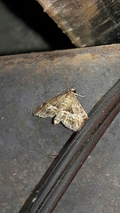 Hymenia perspectalis