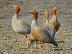 Ruddy-Headed Goose photo 3