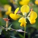 Lotus corniculatus - Photo (c) Wolfgang Jauch, μερικά δικαιώματα διατηρούνται (CC BY), uploaded by Wolfgang Jauch