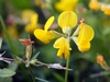 Lotus corniculatus - Photo (c) Wolfgang Jauch, some rights reserved (CC BY), uploaded by Wolfgang Jauch