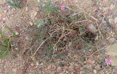 Pelargonium multicaule multicaule