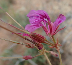 Pelargonium multicaule multicaule