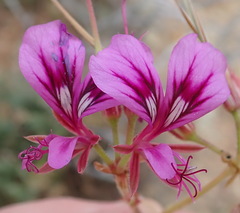 Pelargonium multicaule multicaule