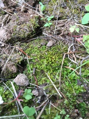 Fissidens bushii