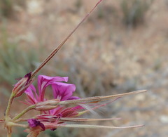Pelargonium multicaule multicaule
