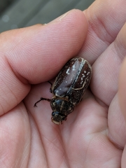 Polyphylla variolosa