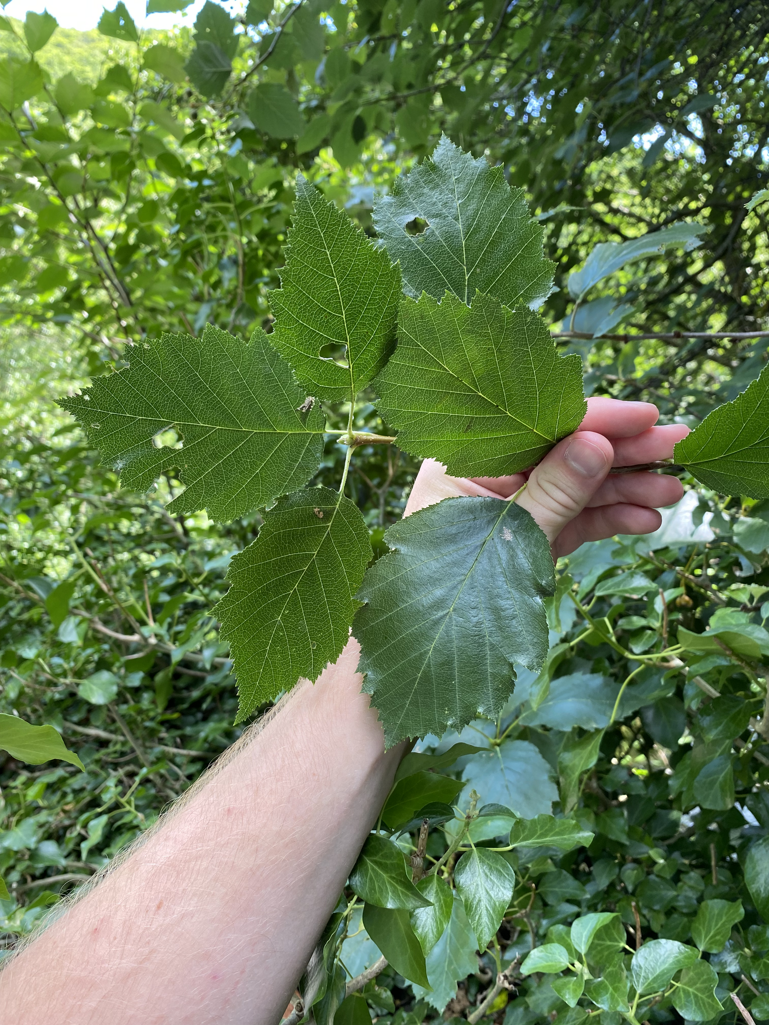 No Parking Whitebeam (Karpatiosorbus admonitor)