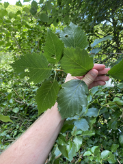 Carpathian rowan (Karpatiosorbus admonitor)