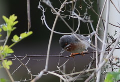 Curruca cantillans albistriata