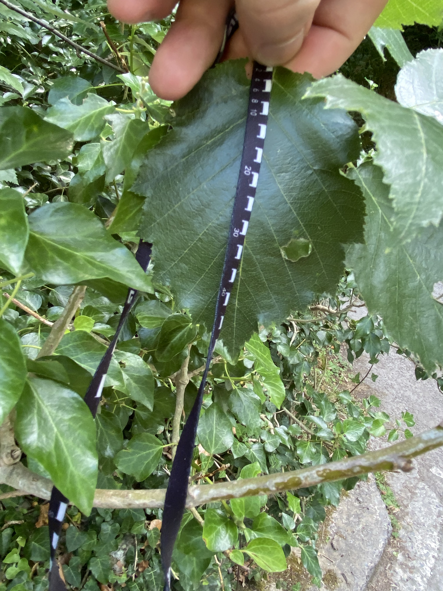 Image of Karpatiosorbus admonitor by (c) Kian Hayles-Cotton, some rights reserved (CC BY)
