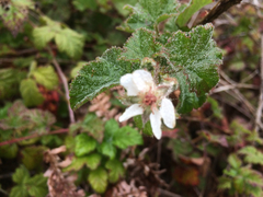 Rubus ursinus macropetalus