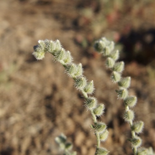 Low Cryptantha (Johnstonella pusilla)