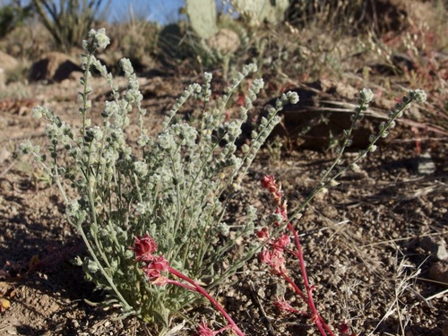 Image of Johnstonella pusilla by (c) Sue Carnahan, some rights reserved (CC BY)