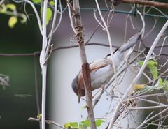 Curruca cantillans albistriata