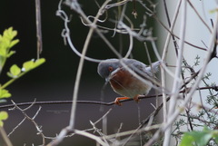 Curruca cantillans albistriata