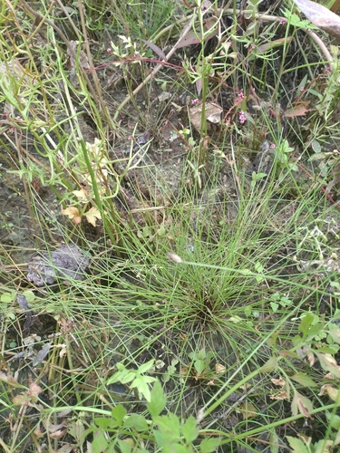 Eleocharis tetraquetra iNat (1)