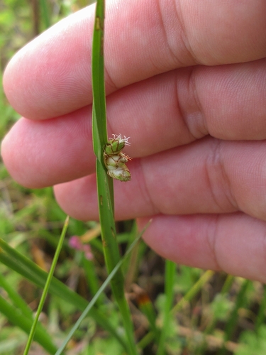 Schoenoplectiella triangulata
