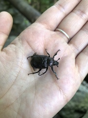 Osmoderma scabra