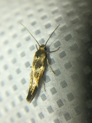 Scythris trivinctella