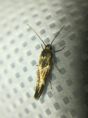 Scythris trivinctella
