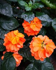 Crossandra infundibuliformis