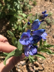 Penstemon glaber alpinus