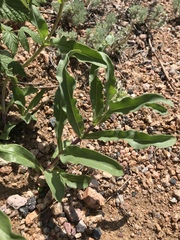 Penstemon glaber alpinus