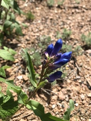 Penstemon glaber alpinus