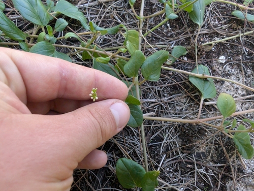 Image of Boerhavia repens by (c) Damien Wallace, some rights reserved (CC BY)