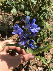 Penstemon glaber alpinus