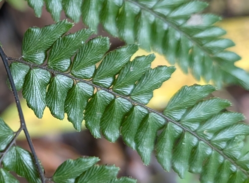 Pyramid Maidenhair (Adiantum pyramidale)