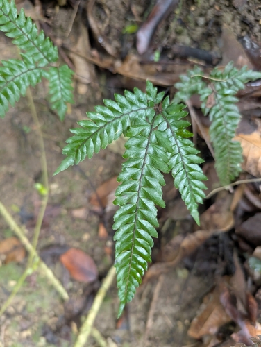 Image of Adiantum pyramidale by (c) Scott Allen Davis, some rights reserved (CC BY)