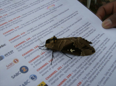 Lophostethus dumolinii