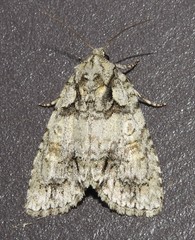 Acronicta ovata