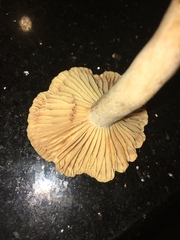 Lactarius subplinthogalus